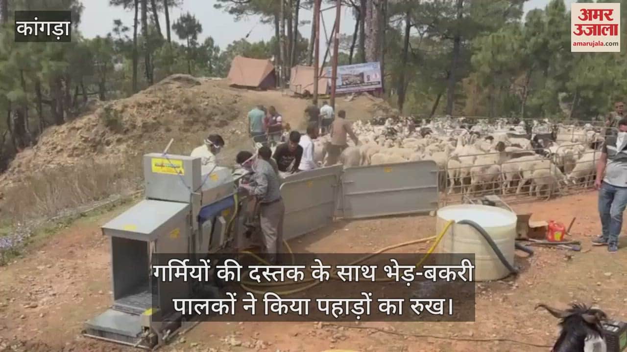 VIDEO : With the advent of summer, sheep and goat herders headed towards the mountains