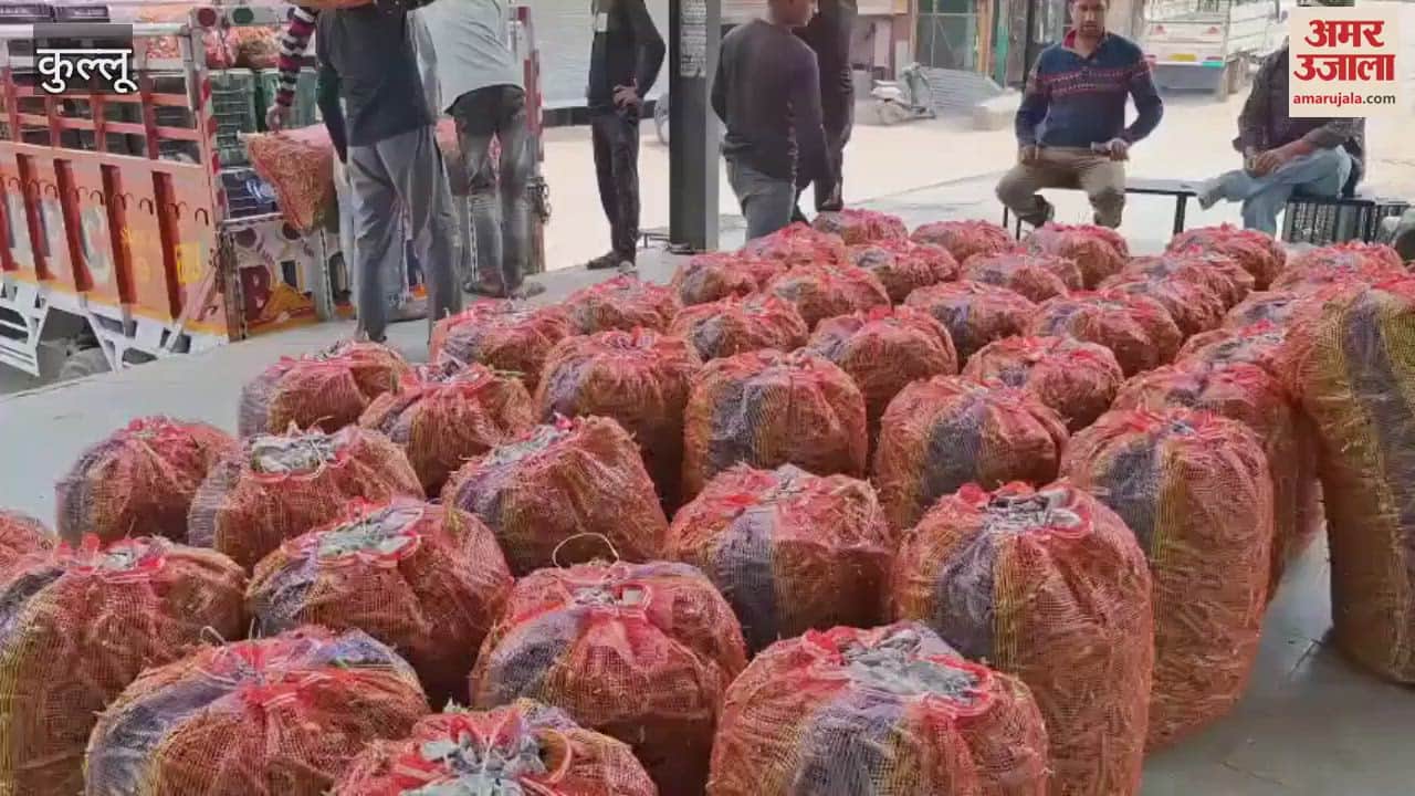 VIDEO : Peas arrive in Bhuntar vegetable market