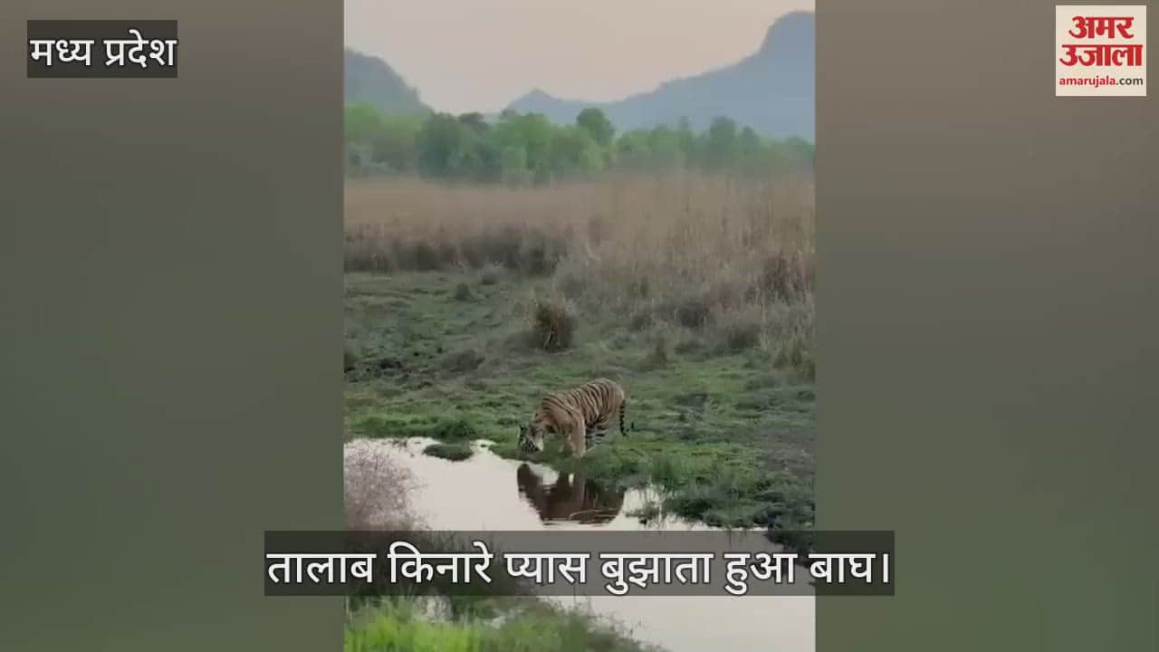 Bandhavgarh Tiger Reserve Umaria tiger started wandering forest in search water then what happened watch video