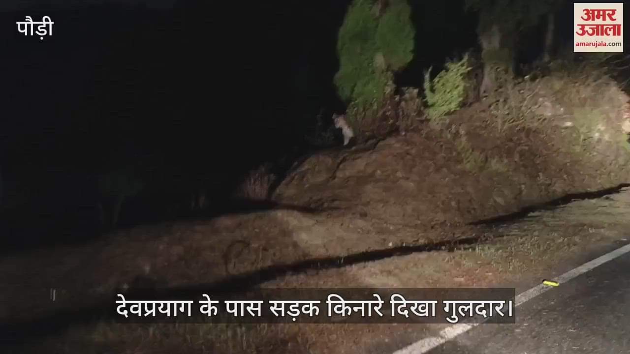 VIDEO : Leopard seen on the roadside near Devprayag passersby made a video