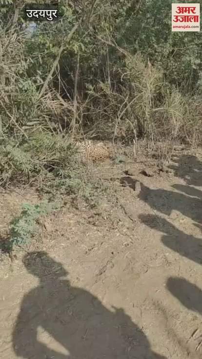 Udaipur News: Leopard Trapped in Bushes While Hunting, Rescued Safely by Forest Department