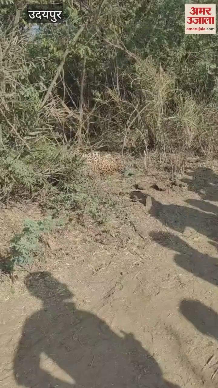 Udaipur News: Leopard Trapped in Bushes While Hunting, Rescued Safely by Forest Department