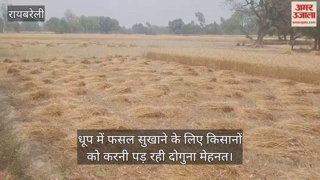 VIDEO : Raebareli: बारिश के बाद फसल बचाने में जुटे किसान, करनी पड़ रही दोगुना मेहनत