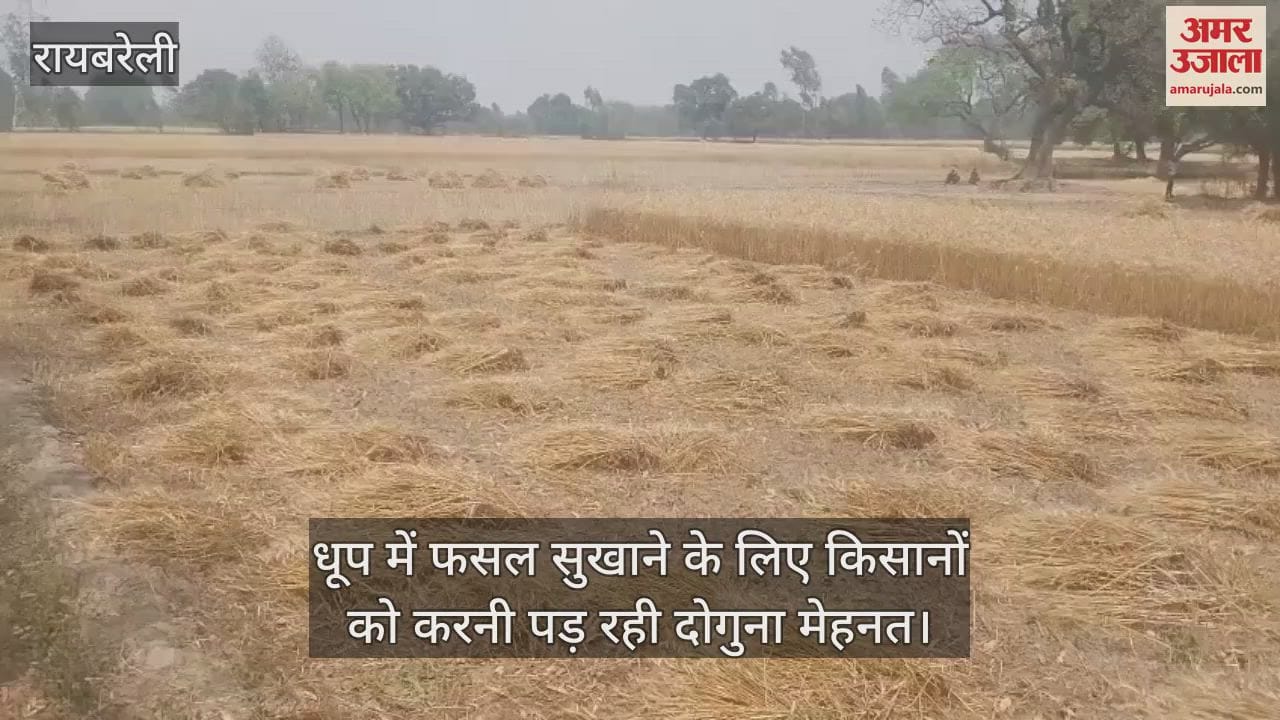VIDEO : Raebareli: बारिश के बाद फसल बचाने में जुटे किसान, करनी पड़ रही दोगुना मेहनत
