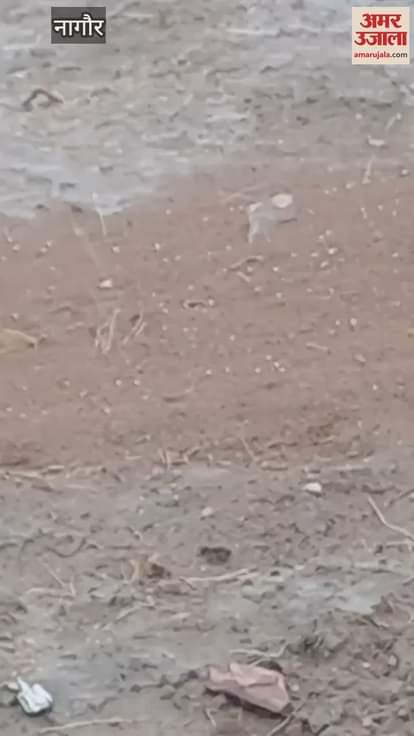 Heavy hailstorm in Nagaur, day and night temperature dropped