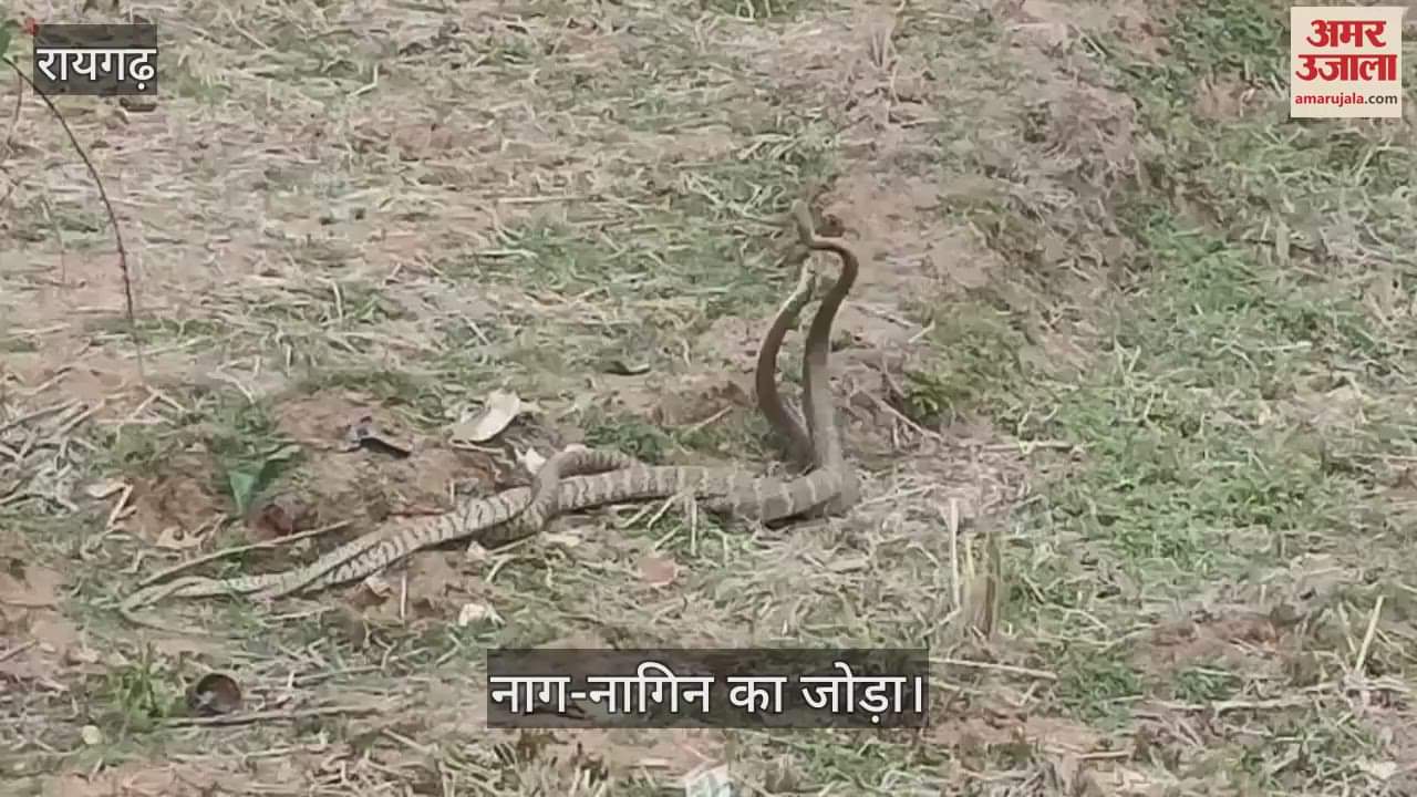 VIDEO : A pair of snakes were found wrapped around each other in a field crowd gathered