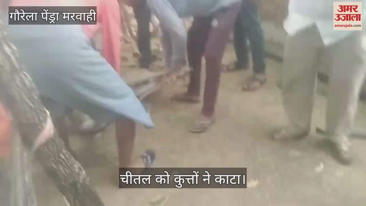 VIDEO : Cheetal which reached the residential area in search of food was bitten by dogs, forest workers got it treated