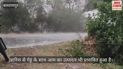 VIDEO : Balrampur: अचानक तेज हवाओं के साथ बारिश से किसान बेहाल, खेतों में अभी भी 40 फीसदी गेहूं की फसल लगी