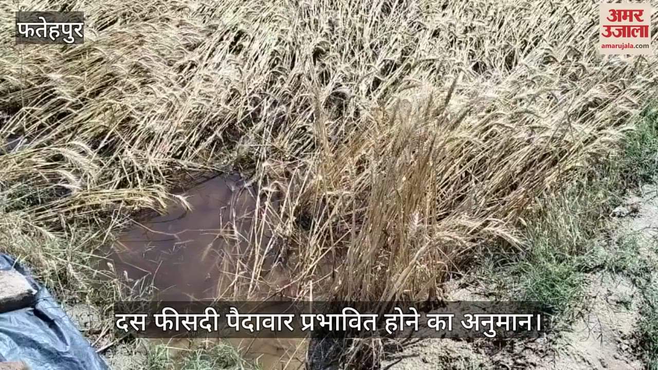 VIDEO : standing crops fell on the fields, grains scattered on the fields