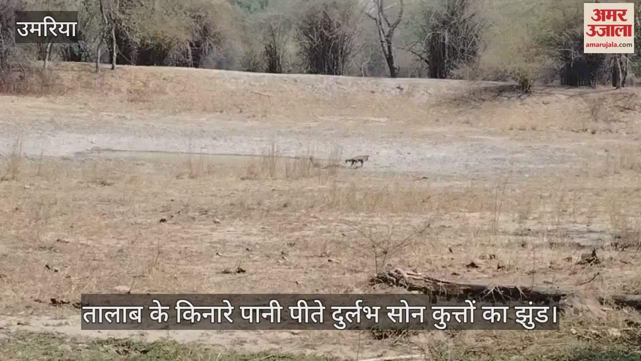 A herd of rare golden dogs seen in Bandhavgarh Tiger Reserve