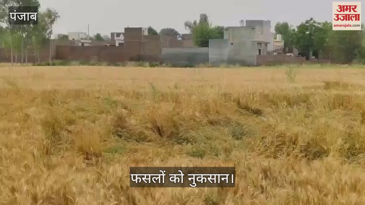VIDEO : बारिश और तूफान से फिरोजपुर में गेहूं की खड़ी फसल जमीन पर बिछी