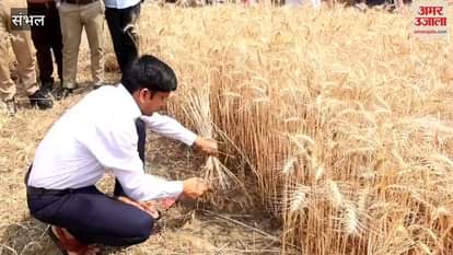 VIDEO : know the productivity, Sambhal DM harvested the wheat crop and talked to the farmers