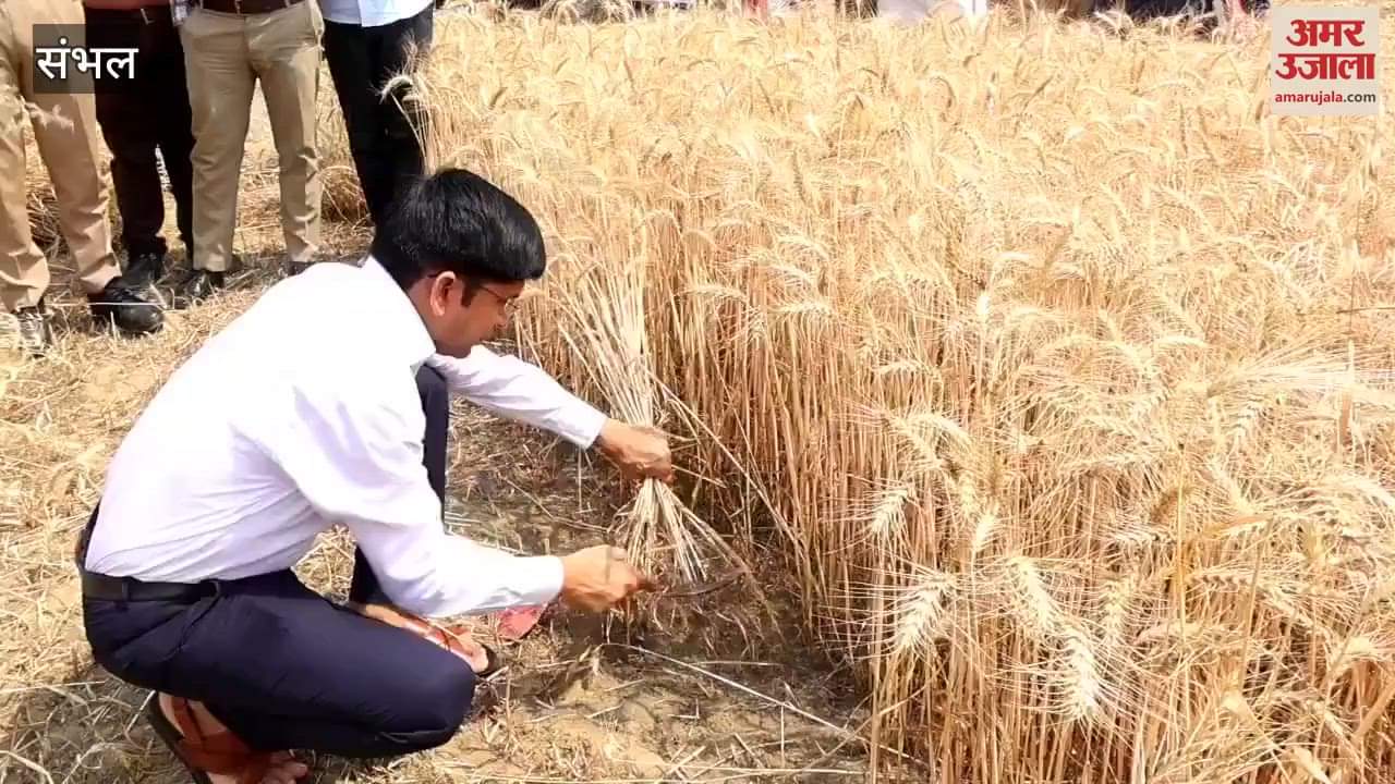 VIDEO : know the productivity, Sambhal DM harvested the wheat crop and talked to the farmers
