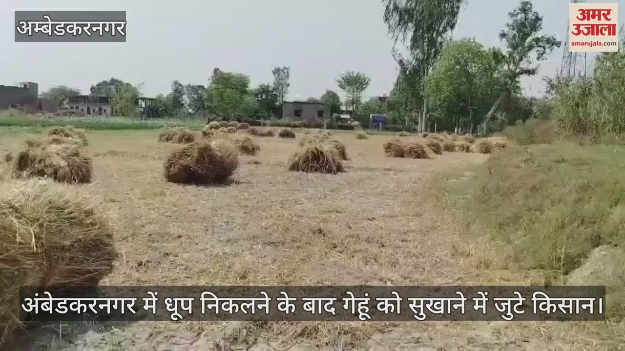 VIDEO : अंबेडकरनगर में धूप निकलने के बाद गेहूं को सुखाने में जुटे किसान