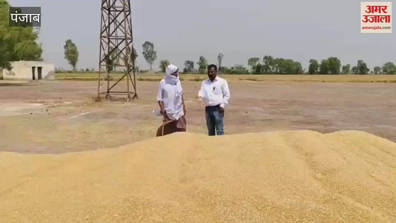 VIDEO : फिरोजपुर में गेहूं लेकर मंडी पहुंच रहे किसान, खरीद के लिए कोई नहीं