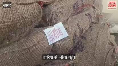 Sagar News: Wheat got wet at purchase centers due to rain