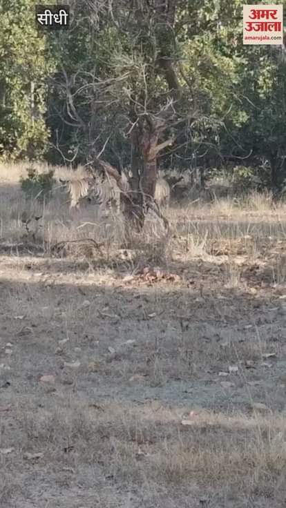 Viral video of tigress T28 and her cubs in Sanjay Tiger Reserve teaching them the art of hunting in the jungle