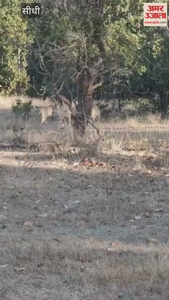 Viral video of tigress T28 and her cubs in Sanjay Tiger Reserve teaching them the art of hunting in the jungle