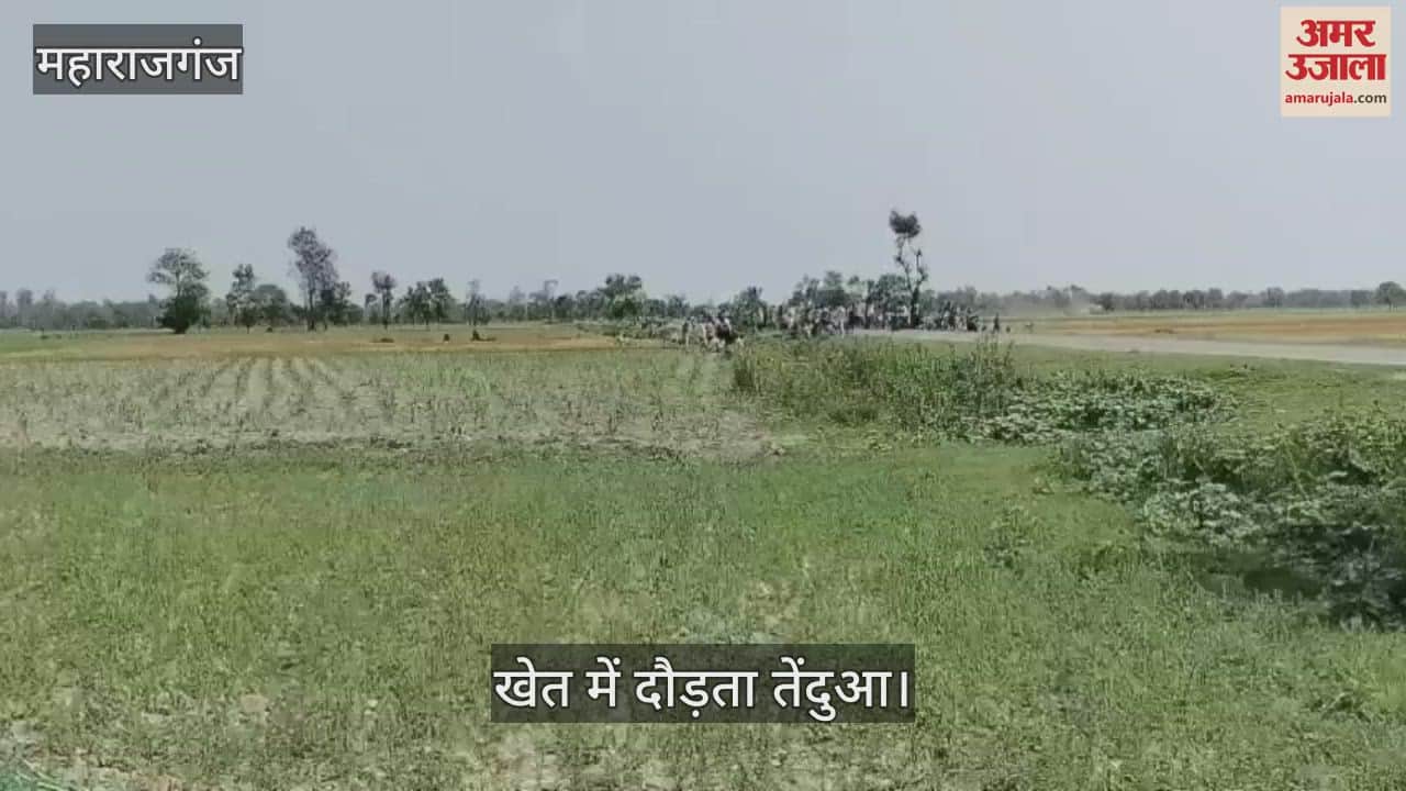 Leopard seen in the field, created commotion- escaped from the net