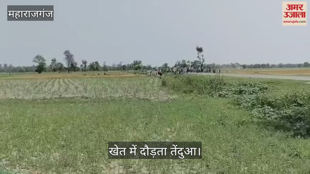 Leopard seen in the field, created commotion- escaped from the net