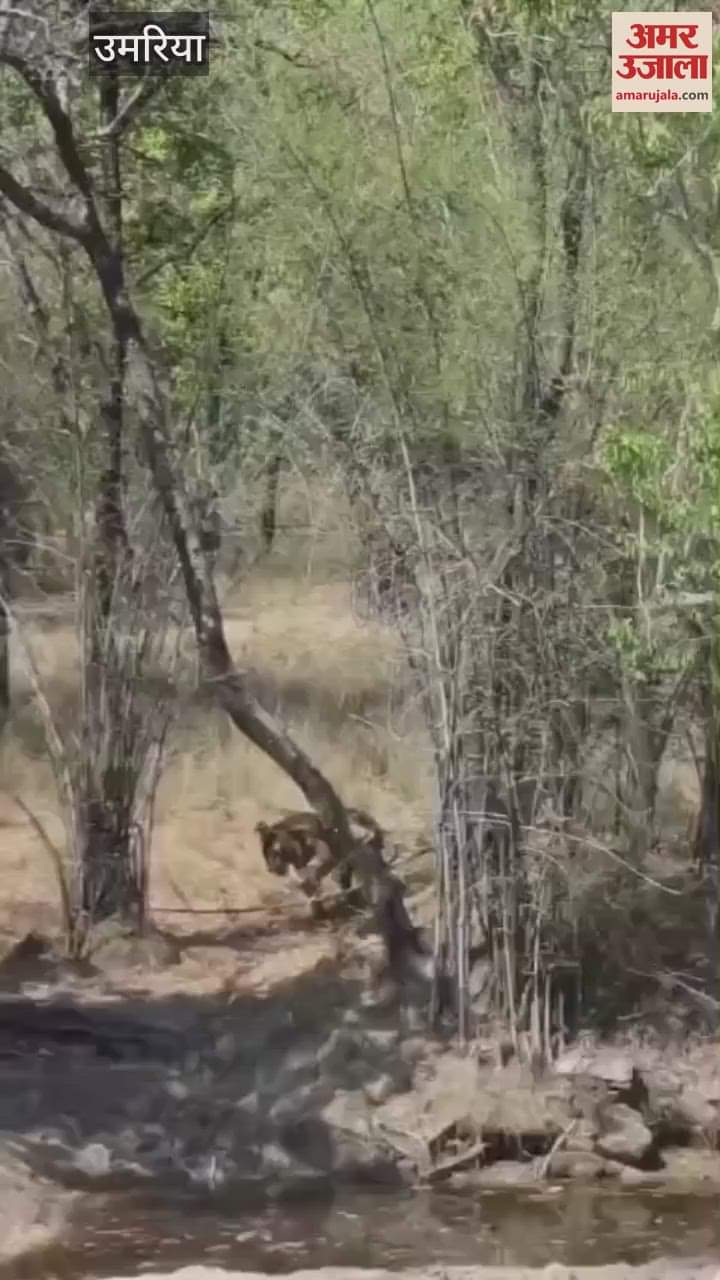 Tiger enters pond to get relief from heat, video of Khitauli zone of Bandhavgarh goes viral