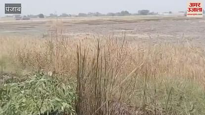 Ripe wheat caught fire while starting tractor in Ferozepur Ripe wheat caught fire while starting tractor in Ferozepur