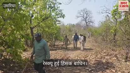 Umaria News: Forest department successfully rescued a violent tigress