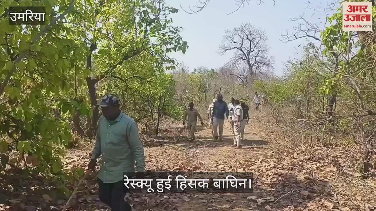 Umaria News: Forest department successfully rescued a violent tigress