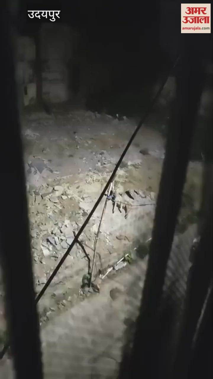 Dogs Save Fellow from Leopard Attack in Udaipur, Entire Incident Caught on Camera