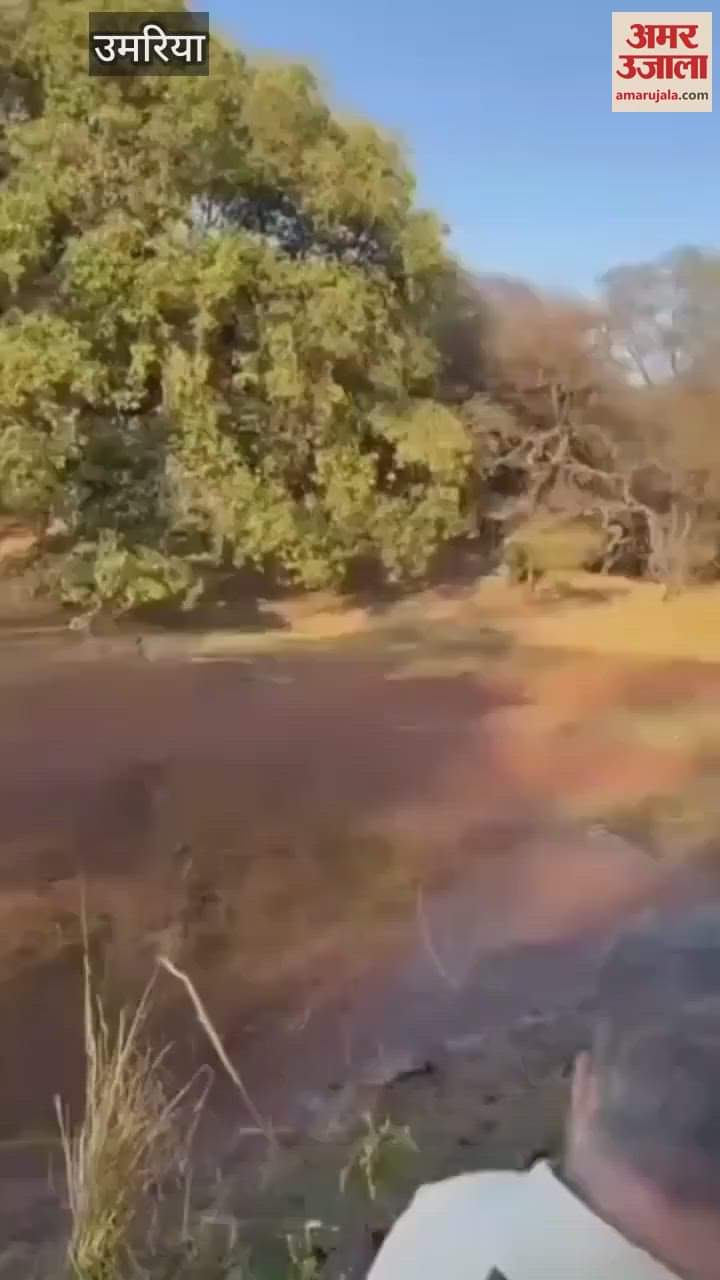 Umaria News: Tigress hunted Sambhar in Bandhavgarh Tiger Reserve