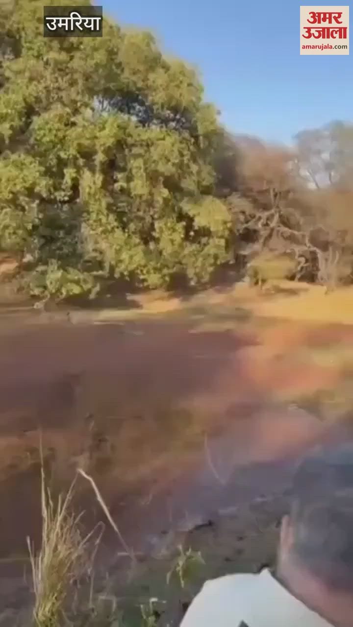 Umaria News: Tigress hunted Sambhar in Bandhavgarh Tiger Reserve