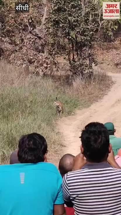 A tiger suddenly appeared in front of a tourist's vehicle, video went viral