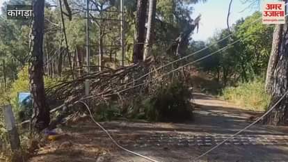 Storm wreaked havoc in Kangra trees fell at many places