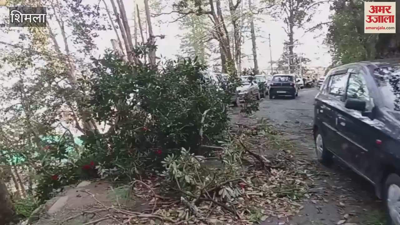 A tree fell on a car in Sangti Shimla the glass broke