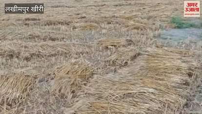 damage to wheat crop due to Rain and storm in Lakhimpur Kheri