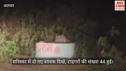 Alwar News: Rise in Tiger Population at Sariska, Tigress Spotted with Two Cubs, Count Reaches 44