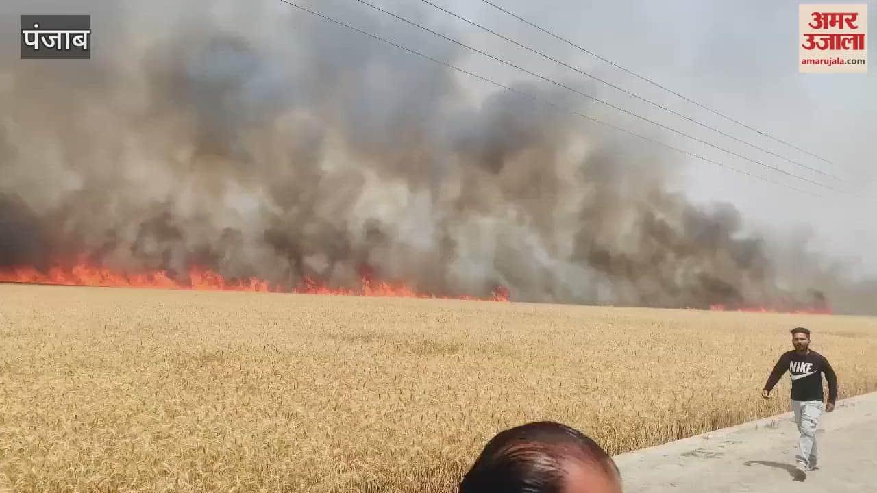 100 acres of wheat crop burnt to ashes in three villages of Firozpur, Punjab, strong wind increased the problem