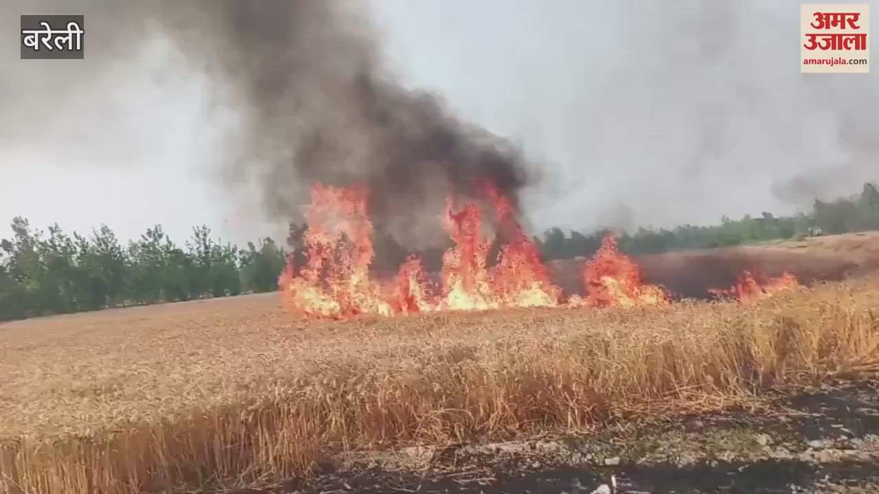 wheat crop burnt to ashes due to fire in Bareilly