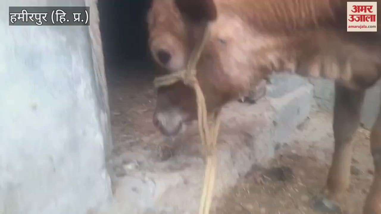 Hamirpur Leopard attacks a calf tied in a cowshed