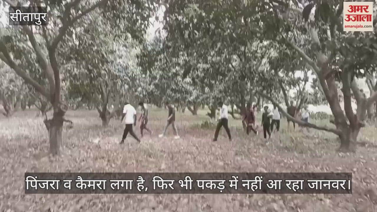 Sitapur: जंगली जानवर के डर से खेत नहीं जा रहे किसान, पिंजरा व कैमरा लगा है, फिर भी पकड़ में नहीं आए