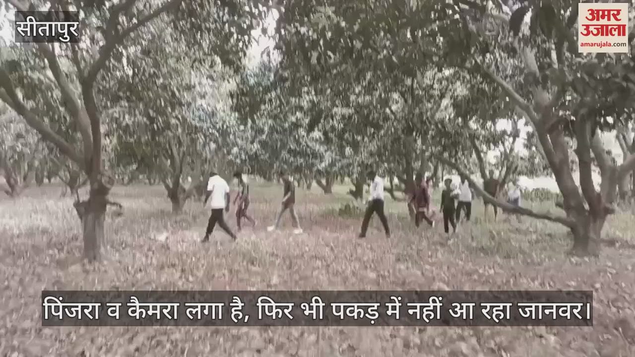 Sitapur: जंगली जानवर के डर से खेत नहीं जा रहे किसान, पिंजरा व कैमरा लगा है, फिर भी पकड़ में नहीं आए