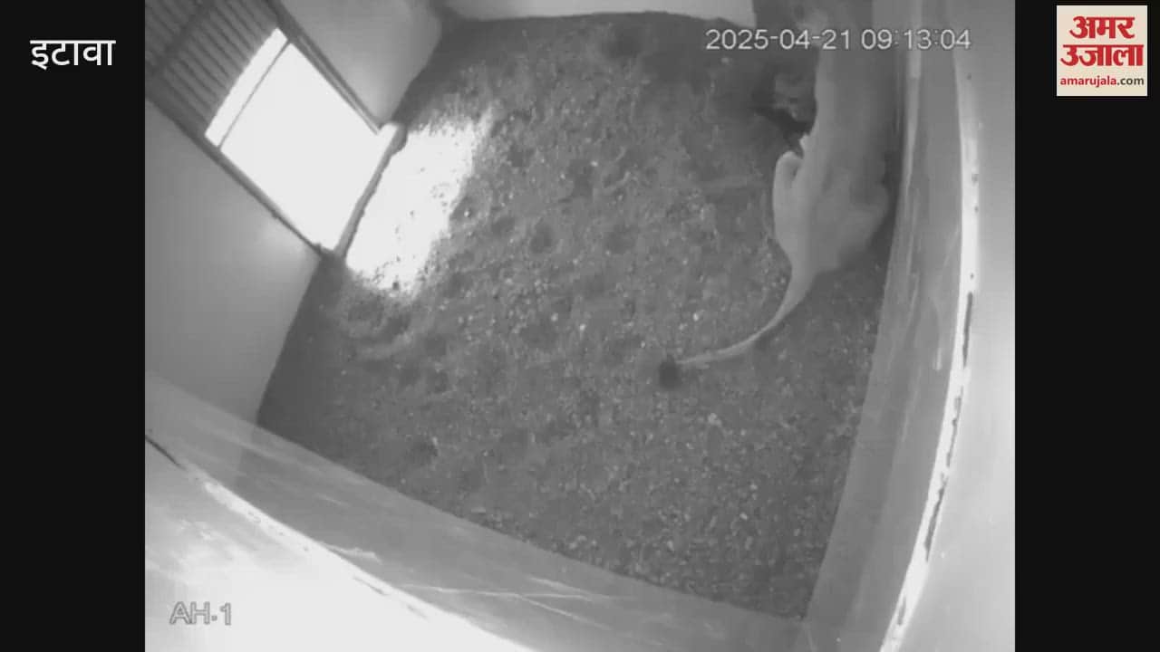 Four little guests came to the safari, all healthy, monitored by CCTV