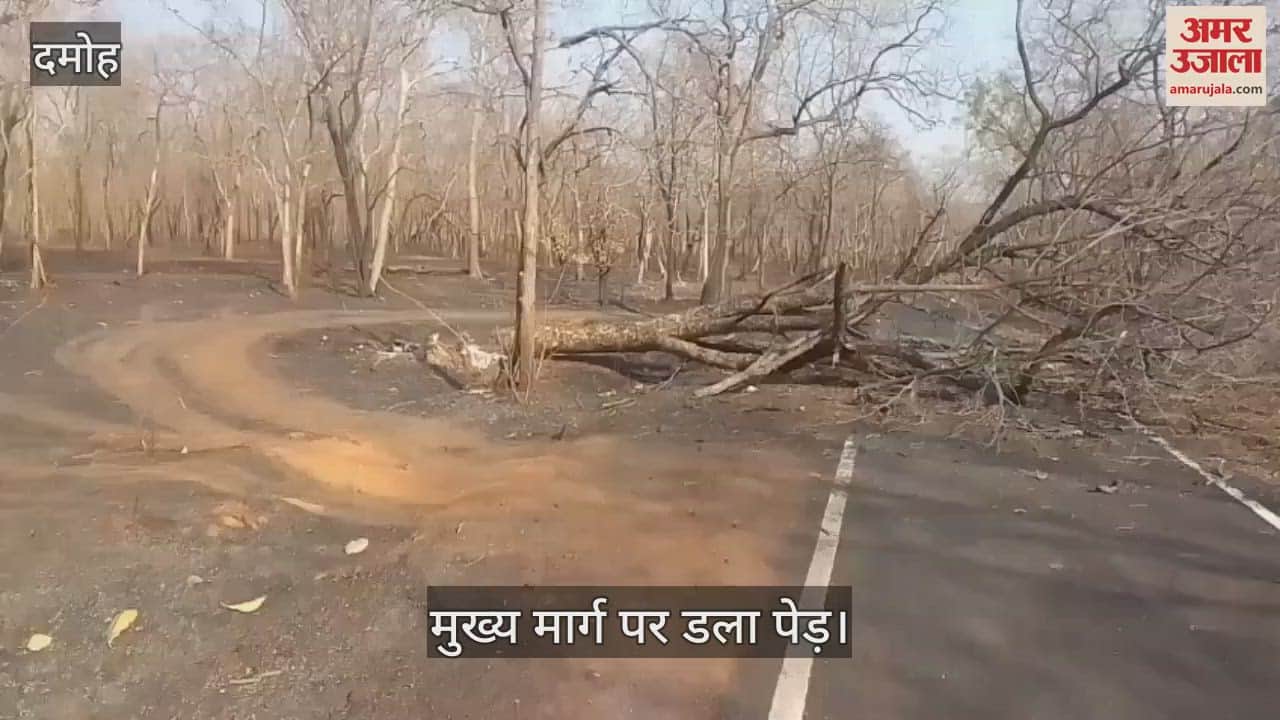 A tree has been lying on the main road for two months