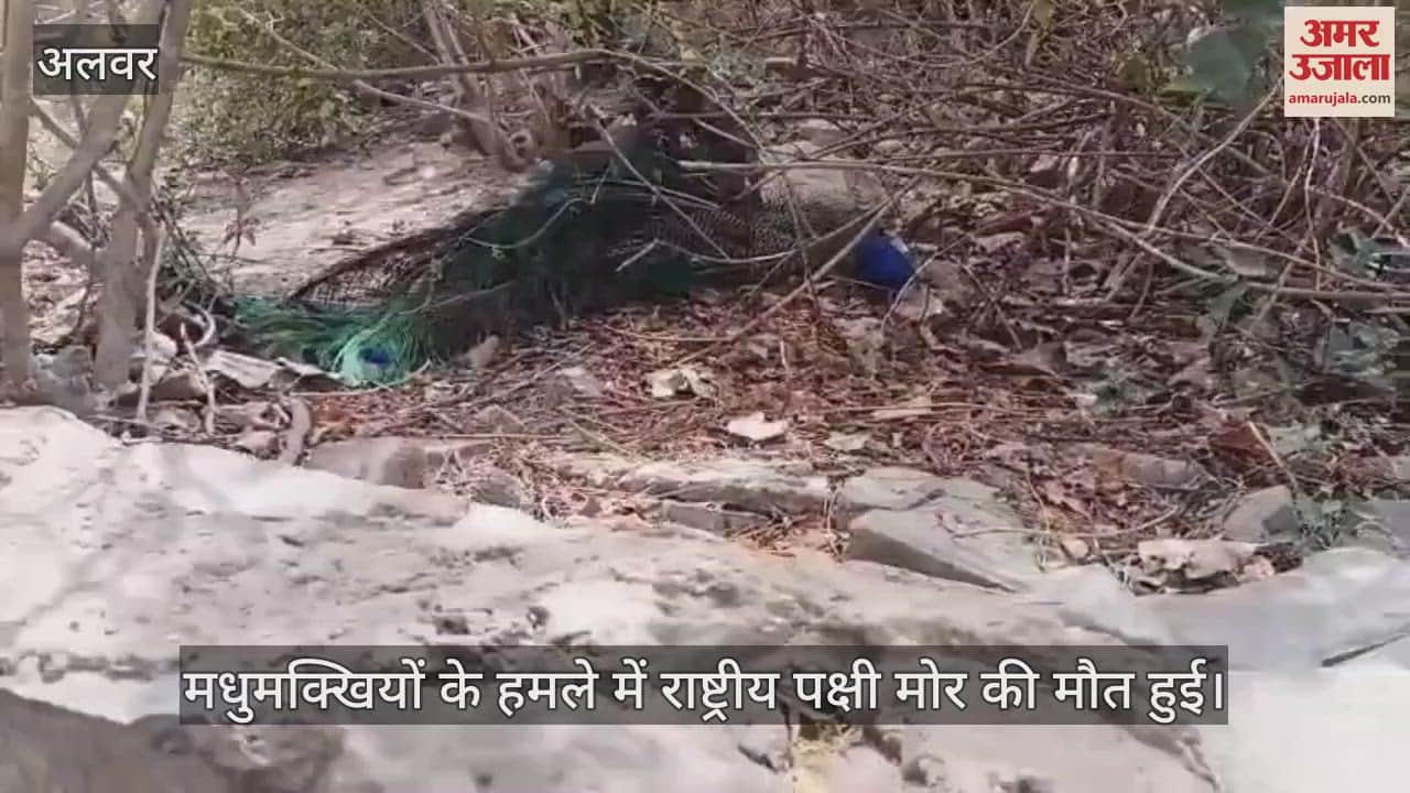 Alwar News: Peacock died due to bee attack in Company Bagh, national tribute given by wrapping it in tricolor