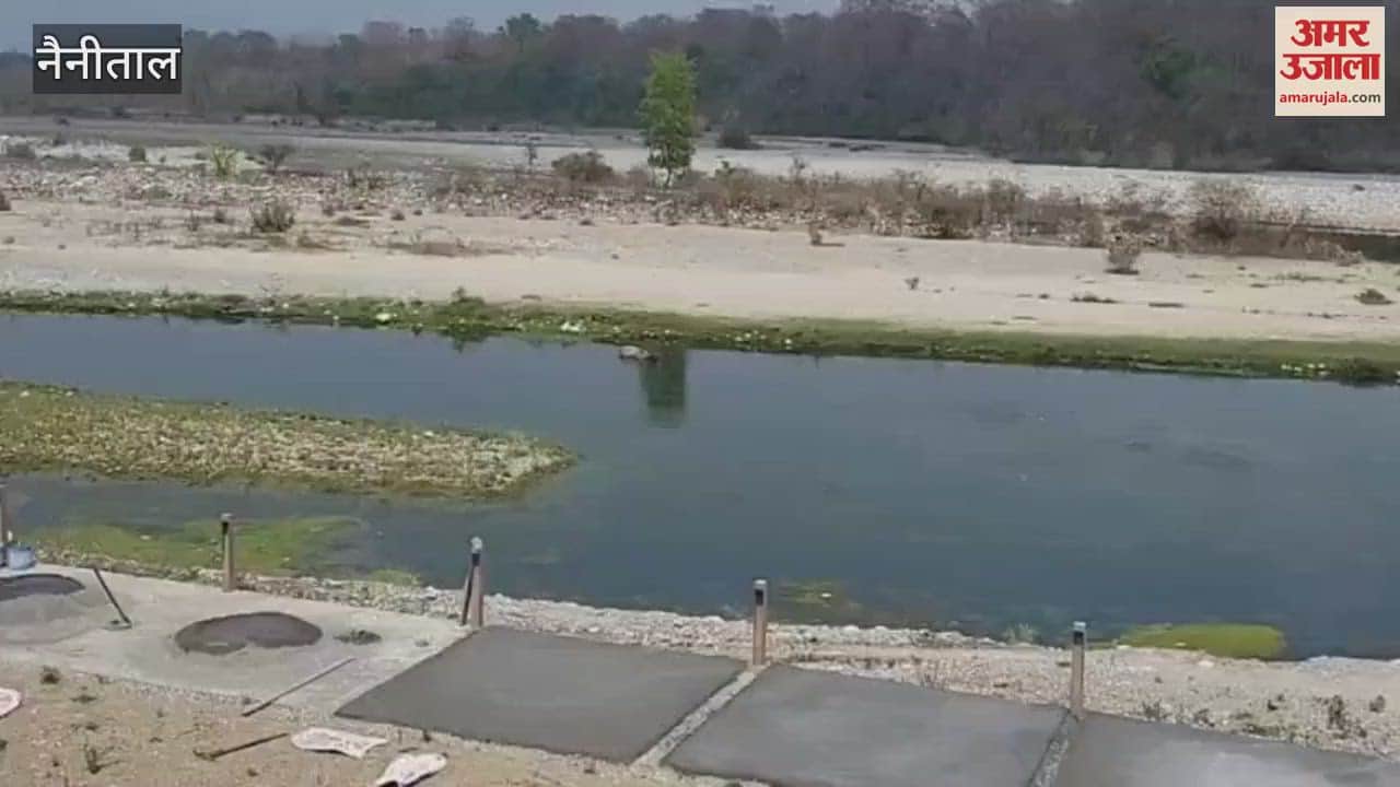 भीषण गर्मी से जंगली जीव भी बेहाल, नदी में सांभर ने किया स्नान; पर्यटकों ने बनाया वीडियो