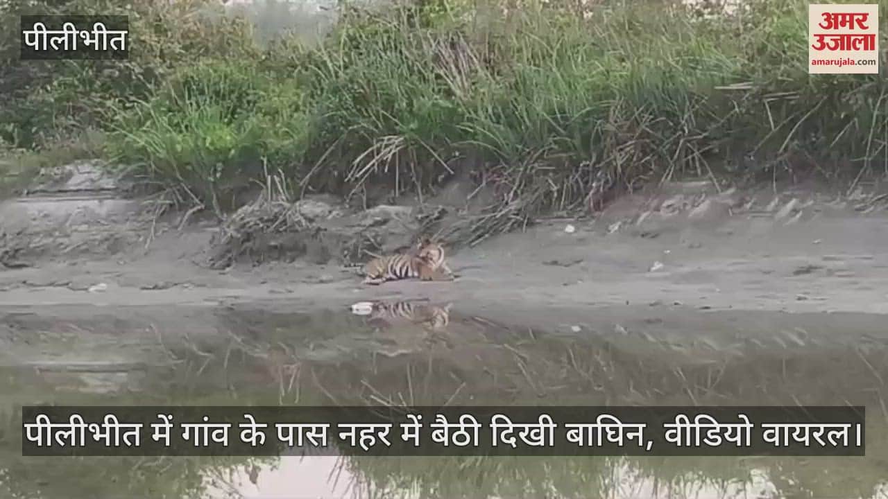 Tiger sitting in a canal near a village in Pilibhit