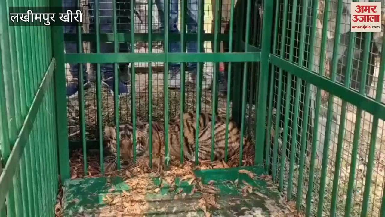 Tigress and cubs will be free in Suhagi Barua forest