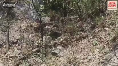 भीमताल: जंगल में लगी आग को बुझाने में जुटे वनकर्मी और महिलाएं