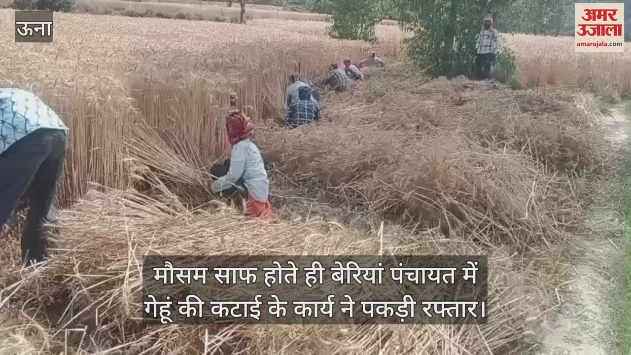 As soon as the weather cleared, wheat harvesting work gained momentum in Beriya Panchayat