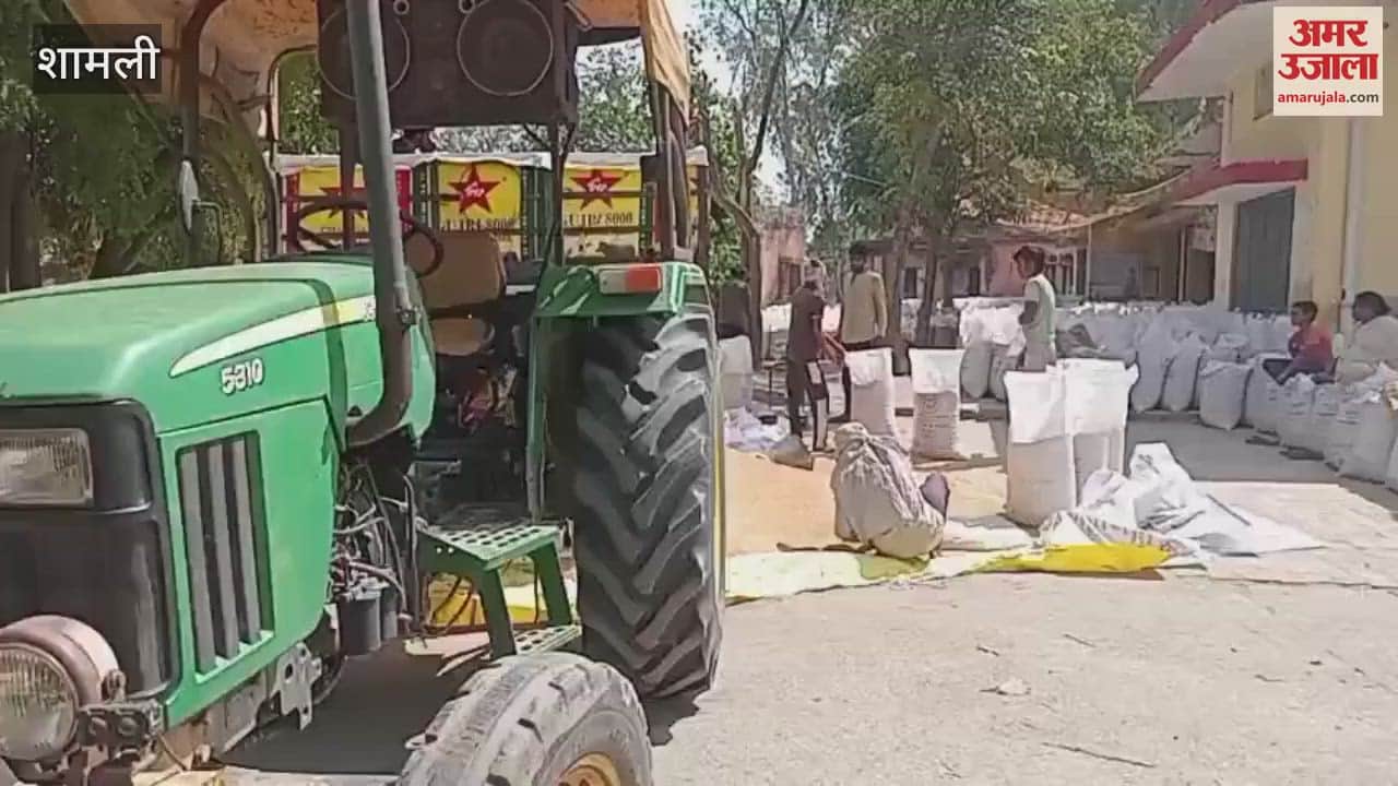 Purchase has started rapidly at the wheat purchasing center in the rural cooperative society in Shamli